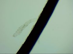 多高的温度才能杀死螨虫？