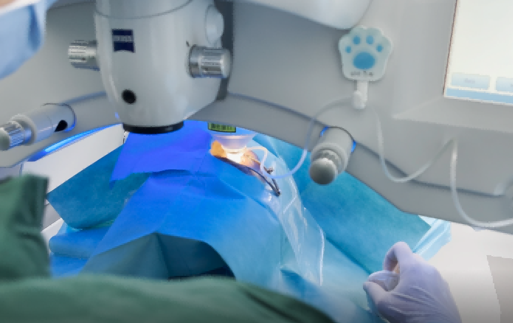 2026下半年当兵什么时候做近视手术？