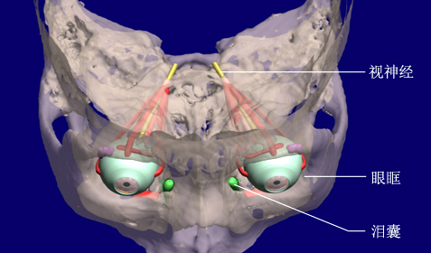 视神经