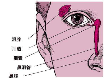 为什么会得泪囊炎