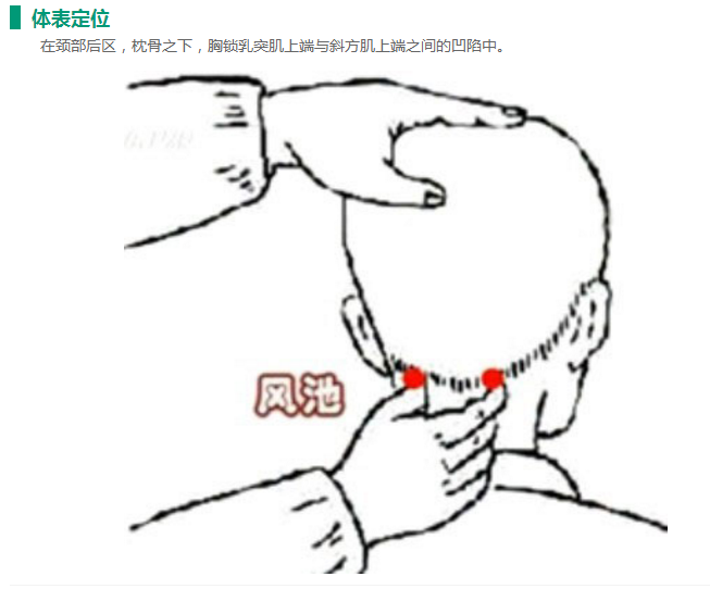 风池穴