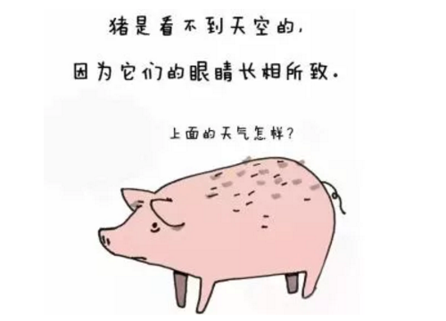 猪的视力