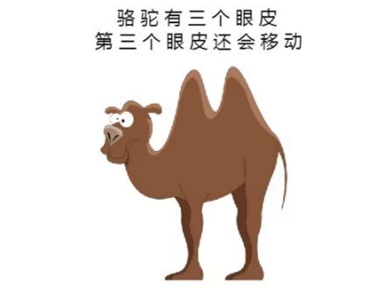 骆驼有三个眼皮