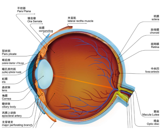 眼球内肌图片