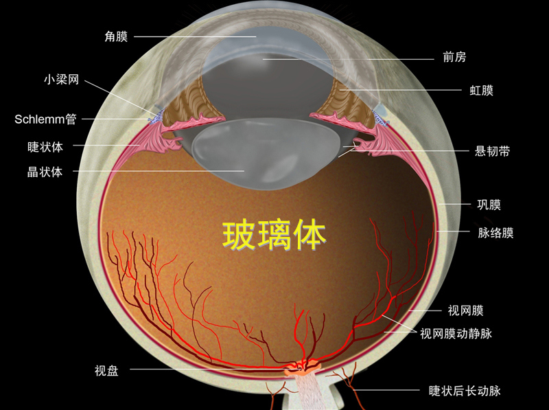 玻璃体炎