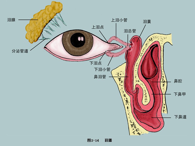 泪腺