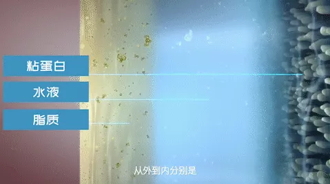 泪膜的构成